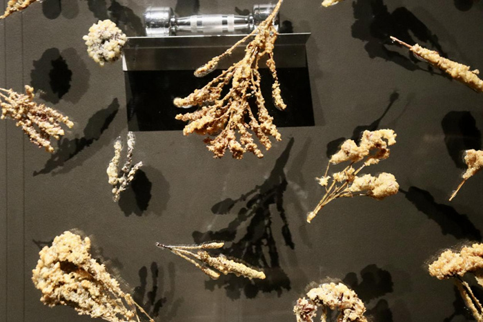 跨越边界的生命实验：安妮卡·易中国首展