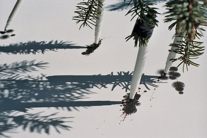 生态诗篇：艺术中的树木生命