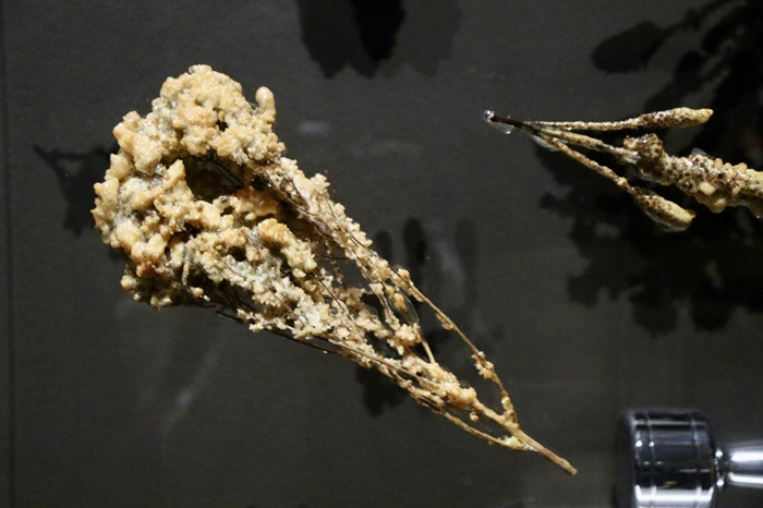 跨越边界的生命实验：安妮卡·易中国首展