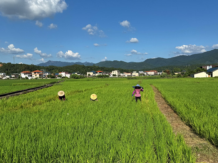 万物自得，艺术生长：走进广东蕉岭大地艺术季