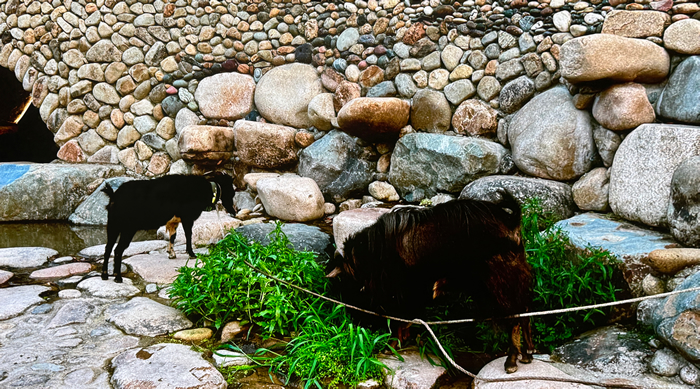 因地制宜，师法自然——陈文令详解“金谷溪岸”艺术公园的生长之路